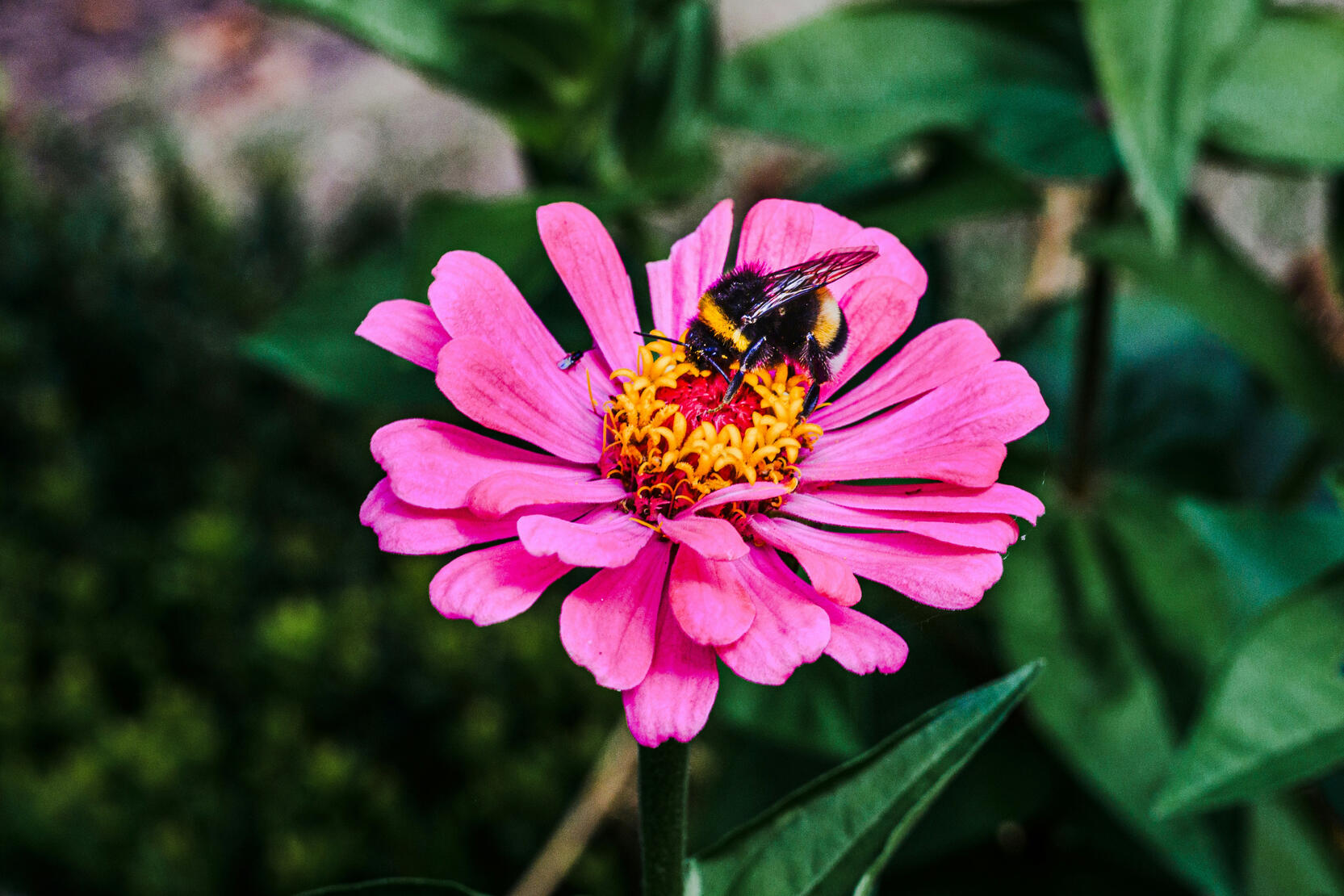 Jardineria ecológica